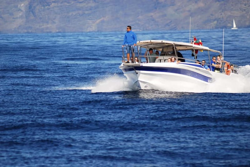 Los Gigantes: Whale or Dolphin Watching Tour and Swim in Masca - Leaving from C. Pob. Marinero, 1
