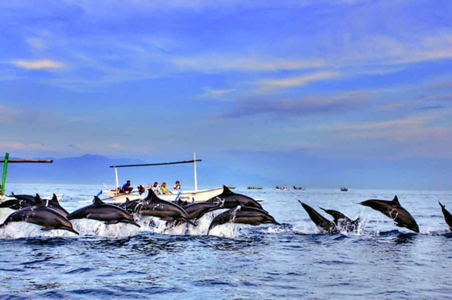 lovina bali: Dolphin watching, waterfall and local lunch - Key points to know before booking
