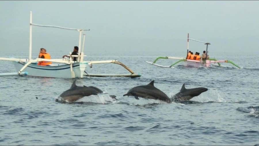 lovina bali: Dolphin watching, waterfall and local lunch - Sunrise at Lovina Beach starts the day