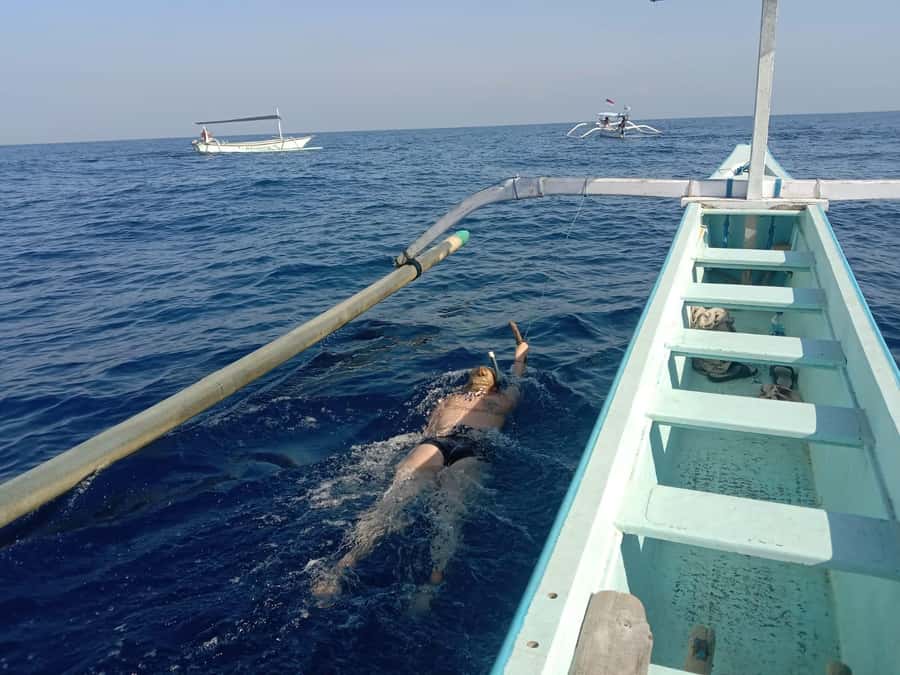 Lovina/BALI : SPECIAL Dolphin Watching,Swimming,Snorkeling - Swimming with dolphins and what that promise means