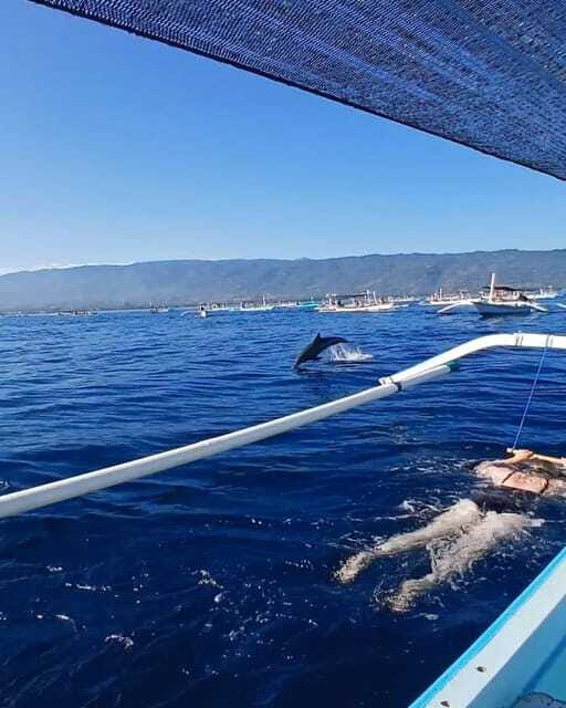 Lovina/BALI : SPECIAL Dolphin Watching,Swimming,Snorkeling - Timing, transfers, and the shape of your day