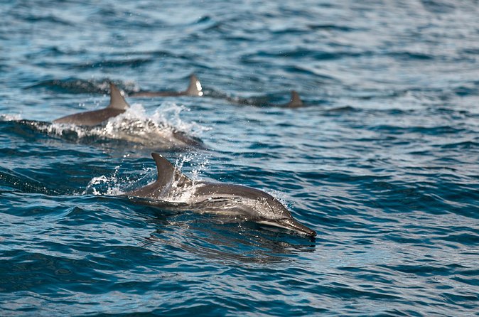 Lovina Dolphin Watching, Snorkeling and Waterfall Tour in Bali - A closer look at the $102 price