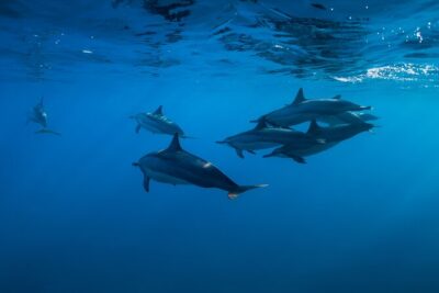 Lovina Dolphin Watching, Swimming, and Snorkeling Experience