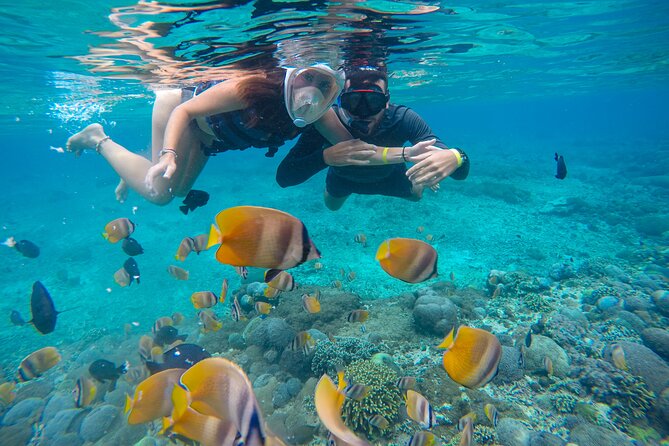 Lovina Dolphin Watching, Swimming, and Snorkeling Experience - How much value do you get for $34.93?
