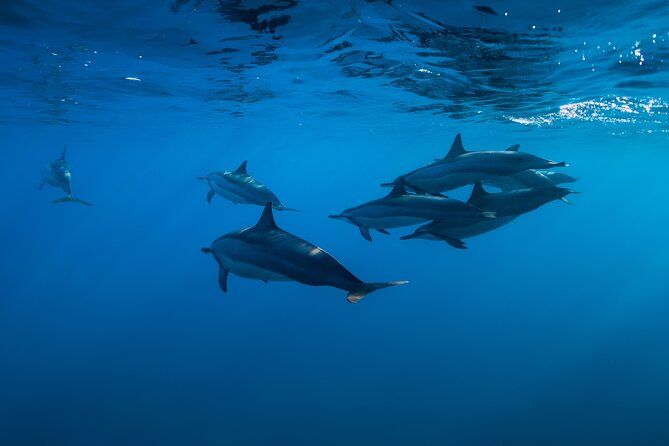 Lovina Dolphin Watching, Swimming, and Snorkeling Experience - Swimming beside the boat