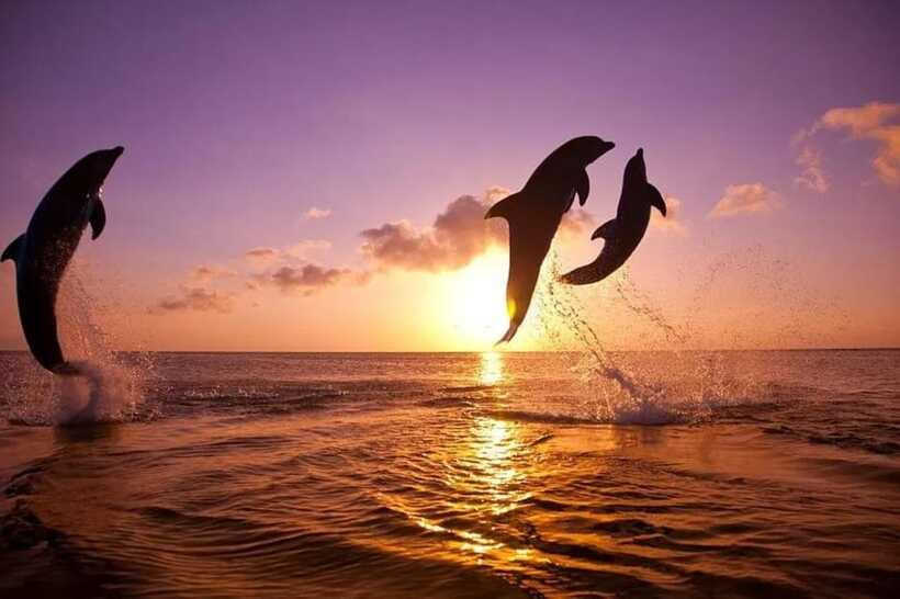 Lovina: Watching Dolphin, Swimming Dolphin Bali Tour - Is $17 good value?