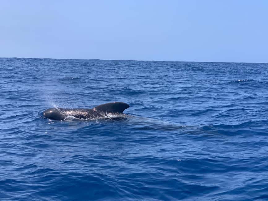 Luxury EcoMarine Safari – Whale & Dolphin Watching Adventure - Setting out from Marina del Sur in Las Galletas