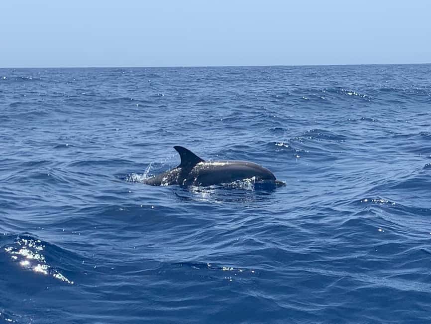 Luxury EcoMarine Safari – Whale & Dolphin Watching Adventure - The luxury zodiac and what the ride feels like