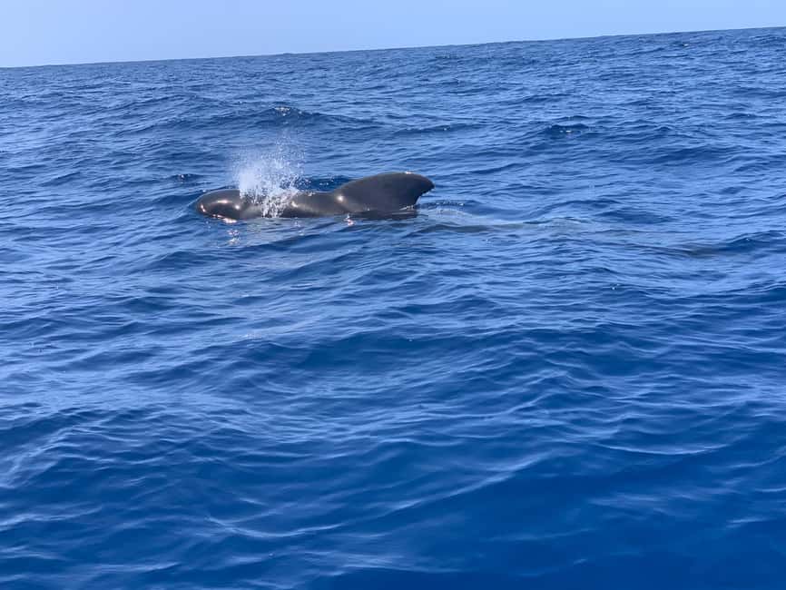 Luxury EcoMarine Safari – Whale & Dolphin Watching Adventure - One hour focused on whales and dolphins