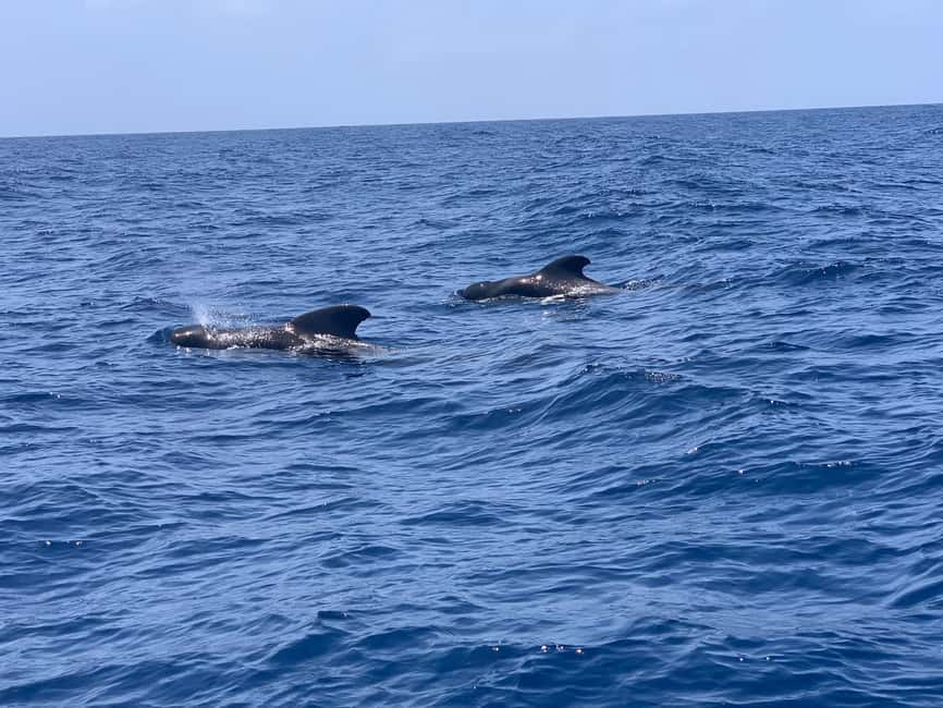 Luxury EcoMarine Safari – Whale & Dolphin Watching Adventure - Twenty minutes of coastal sightseeing