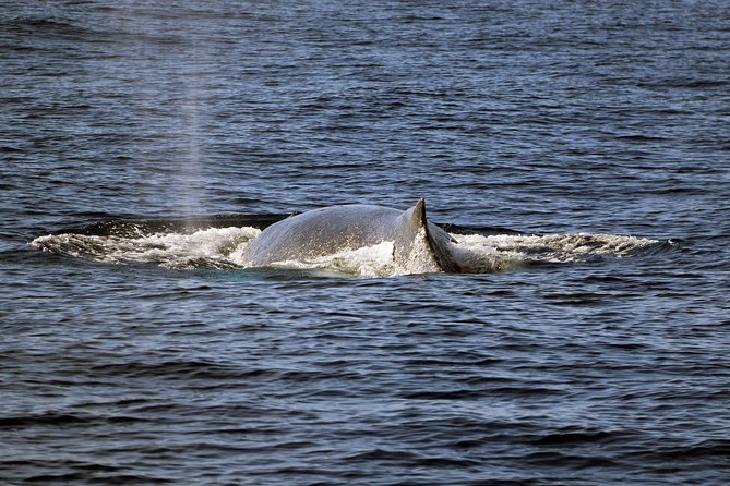 Luxury Snorkel Cruise, Local Buffet with Whale & Dolphin Watch - Is the $174 price fair?