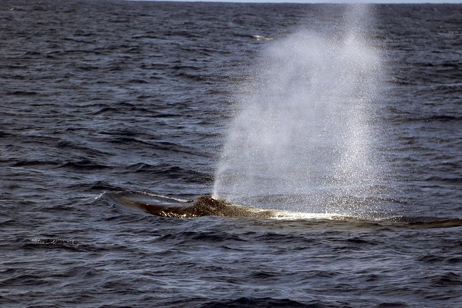Luxury Snorkel Cruise, Local Buffet with Whale & Dolphin Watch - Who will enjoy the Kai OliOli cruise most