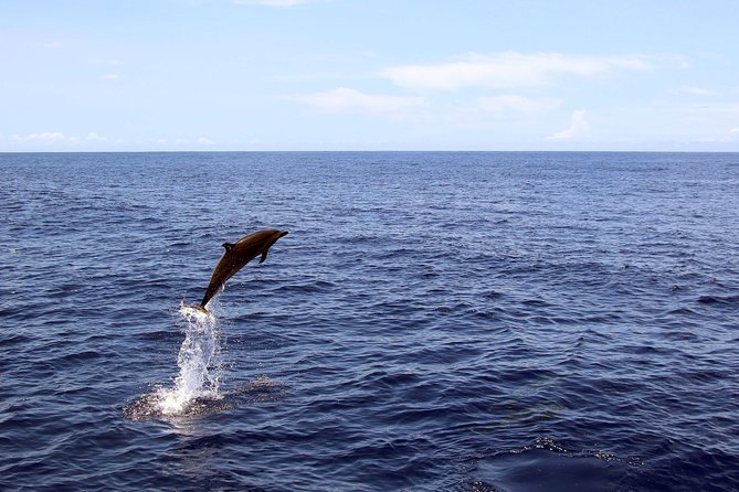 Luxury Snorkel Cruise, Local Buffet with Whale & Dolphin Watch - Booking details and cancellation advice