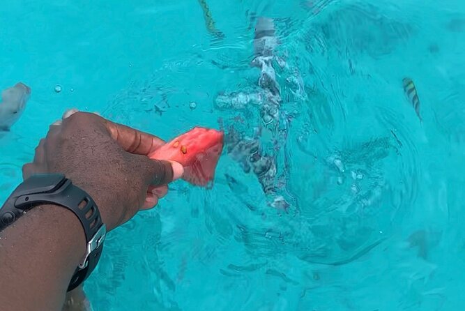Luxury Swimming with DOLPHINS IN MNEMBA and LUNCH - The sandbank stop and tropical fruit