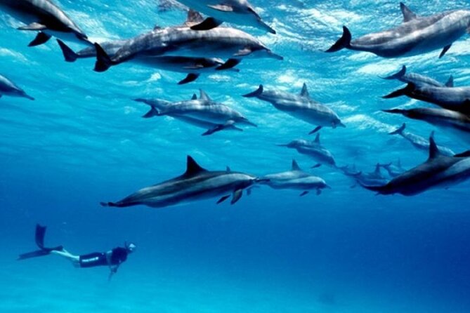 Luxury Tour to DOLPHINS, KUZA CAVE and THE ROCK RESTAURANT - Who will enjoy this tour most