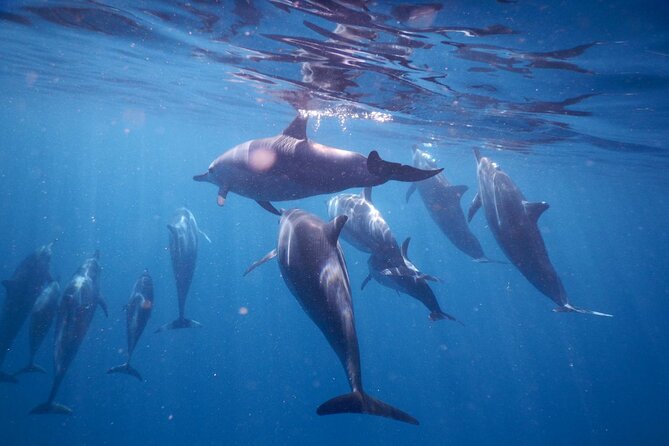 Lydia Boat Mauritius :Private boat tour:Whales&Dolphins encounter - Leaving Le Morne before the dolphins