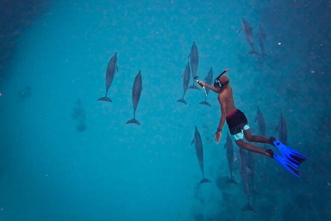 Lydia Boat Mauritius :Private boat tour:Whales&Dolphins encounter - Sea conditions, comfort, and what to pack