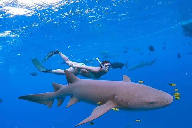 Maafushi: Ship wreck & Nurse shark snorkeling with Dolphin watching - BBQ lunch on a sandbank