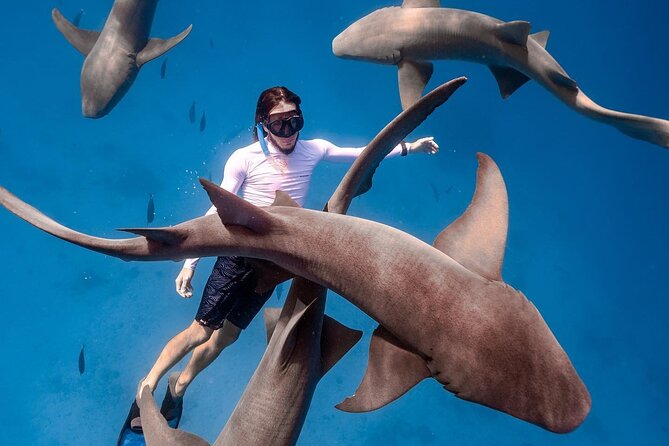 Maafushi: Ship wreck & Nurse shark snorkeling with Dolphin watching - Underwater photos and videos included