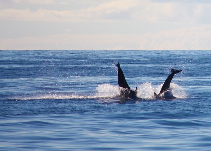 Madeira: 2.5-Hour Whale and Dolphin-Watching Cruise - Tips for making the most of it