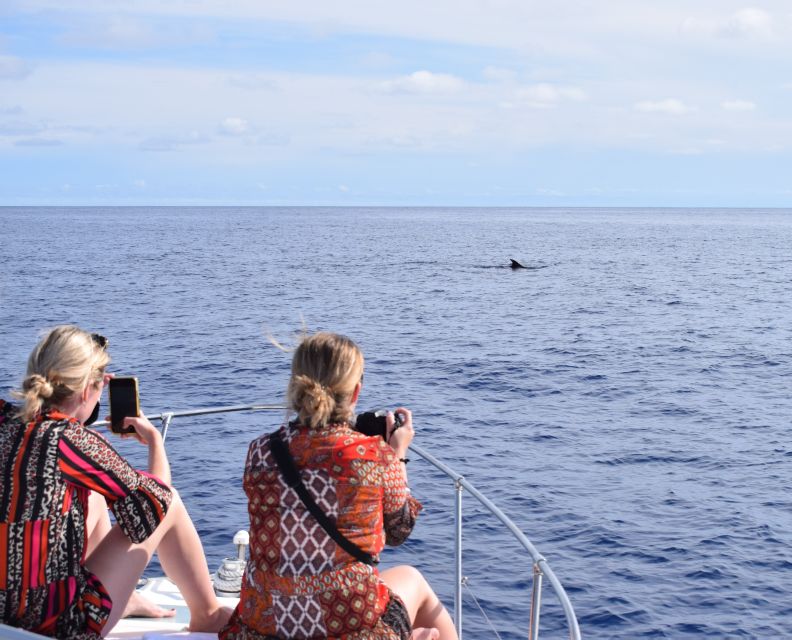 Madeira: 2.5-Hour Whale and Dolphin-Watching Cruise - A yacht trip made for the entire experience