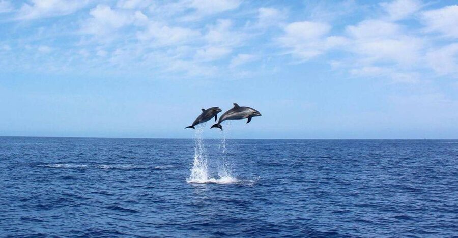 Madeira: 2.5-Hour Whale and Dolphin-Watching Cruise - Seeing Madeira from the southwest coast