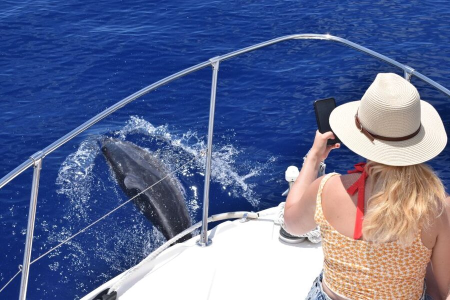 Madeira: 2.5-Hour Whale and Dolphin-Watching Cruise - How the whale and dolphin search works