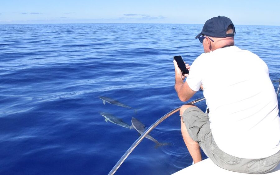 Madeira: 2.5-Hour Whale and Dolphin-Watching Cruise - Drinks, photographs, and the ride home