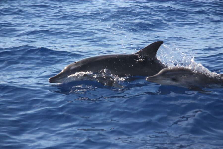 Madeira: 2.5-Hour Whale and Dolphin-Watching Cruise - Price, timing, and overall value