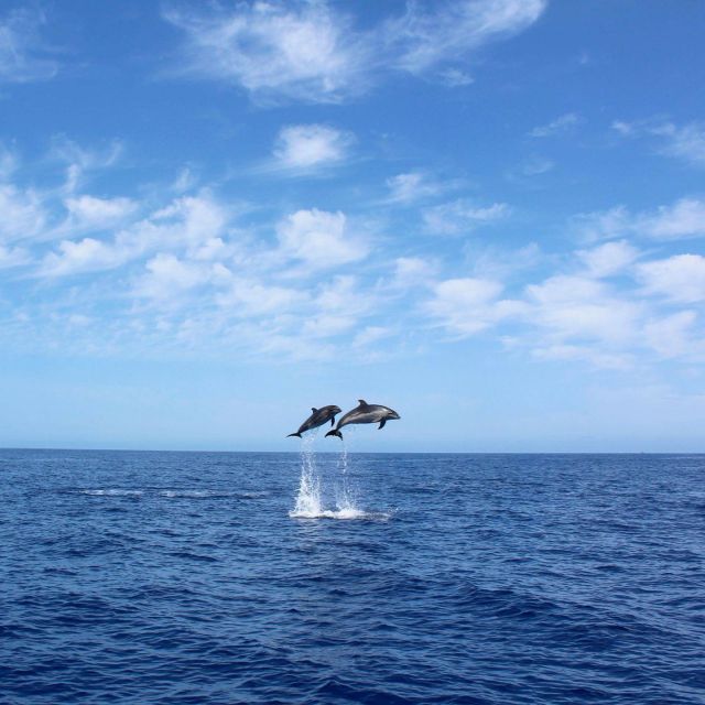 Madeira: 2.5-Hour Whale and Dolphin-Watching Cruise - Starting at Marina da Calheta