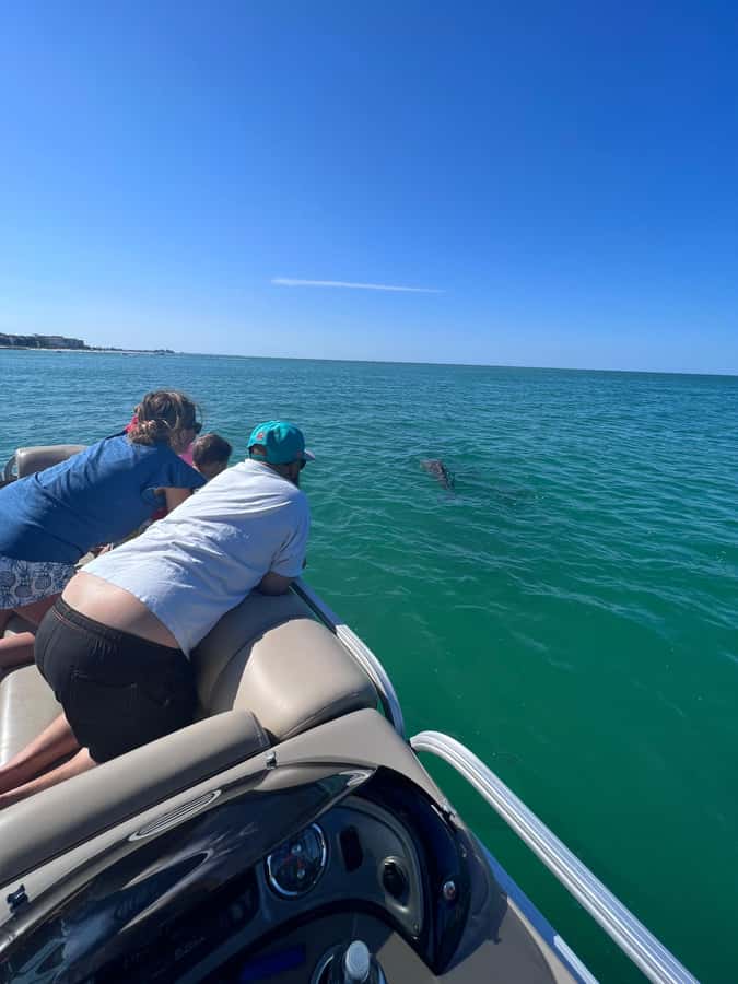 Madeira Beach: 1.5 Hour Dolphin Excursion - The value for families and small groups