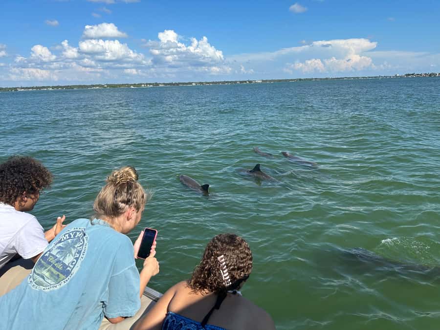 Madeira Beach: 1.5 Hour Dolphin Excursion - Timing, weather, and wildlife expectations