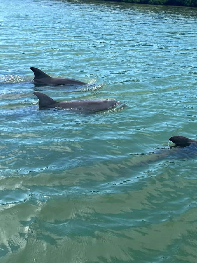 Madeira Beach: 1.5 Hour Dolphin Excursion - Booking details that matter