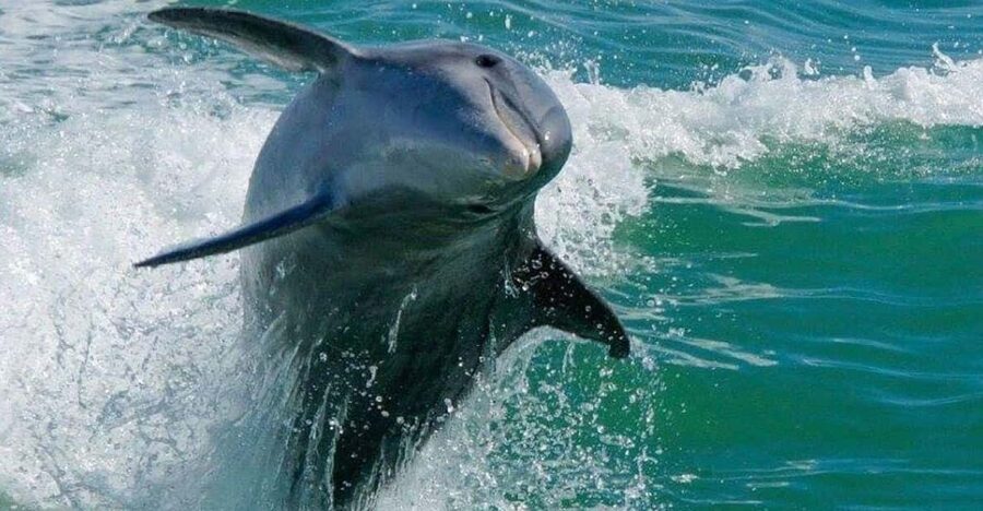 Madeira Beach: Egmont Key Snorkeling and Dolphin Cruise - Key points to know before booking