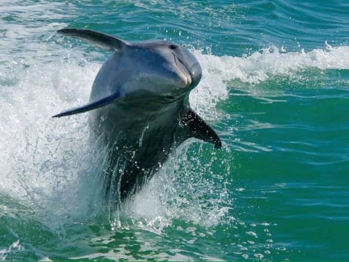 Madeira Beach: Egmont Key Snorkeling and Dolphin Cruise - A 45-minute ride from Madeira Beach to Egmont Key