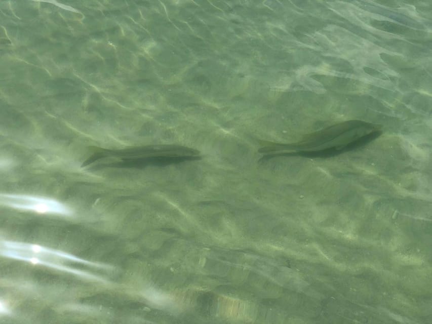 Madeira Beach: Egmont Key Snorkeling and Dolphin Cruise - Egmont Key combines old ruins with open water