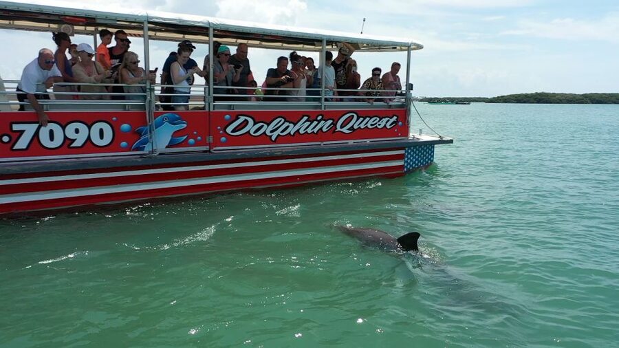 Madeira Beach: Guided Dolphin Watching Eco-Friendly Cruise - Key points to know before booking