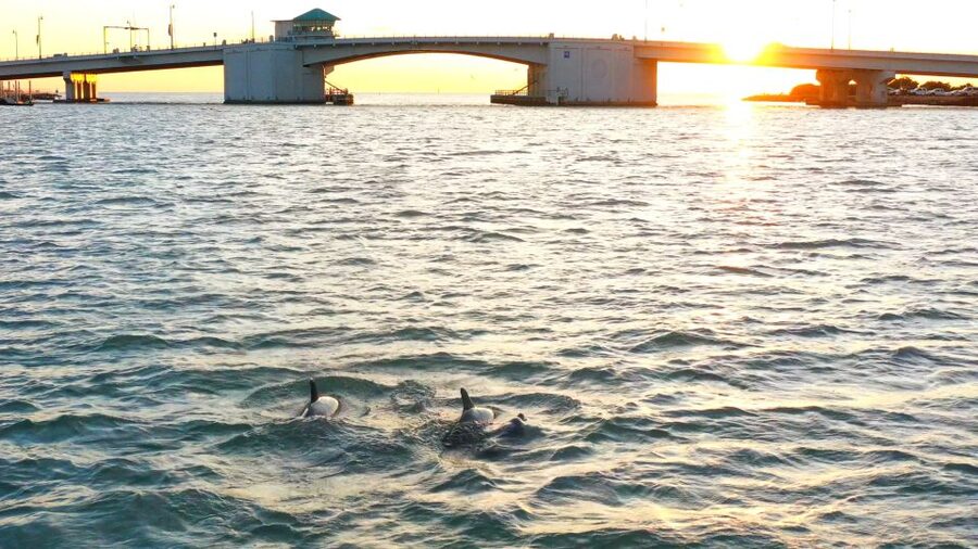 Madeira Beach: Guided Dolphin Watching Eco-Friendly Cruise - What the 90-minute timing means for you