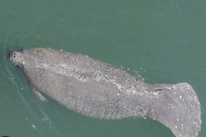 Madeira Beach - Shell Key - Dolphins - Half Day Private Boat Tour - What is included, and what you should bring