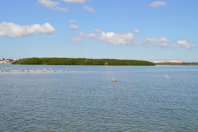 Madeira Beach - Shell Key - Dolphins - Half Day Private Boat Tour - Weather, wildlife, and the limits of a four-hour trip