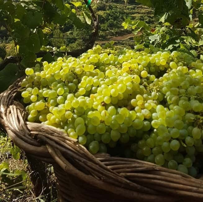 Madeira: Cabo Girão, Wines Experience and Dolphins Watching - What the $128 price includes