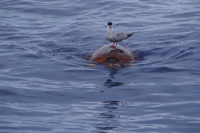 Madeira Dolphin and Whale Watching on a Ecological Catamaran - Is the $42.33 price good value?