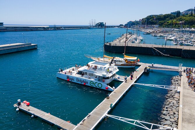 Madeira Dolphin and Whale Watching on a Ecological Catamaran - Should you book it?