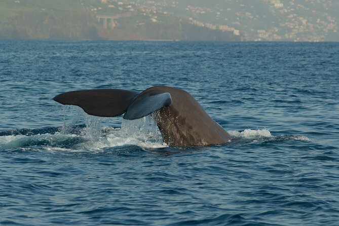 Madeira Dolphin & Whale Watching Tour - Searching Madeira’s open water for whales and dolphins