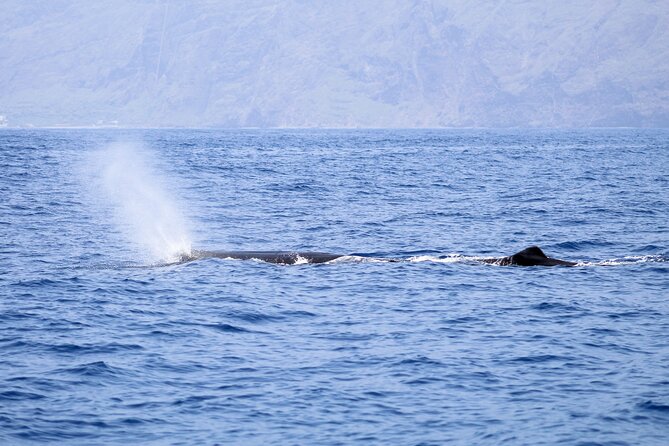 Madeira Dolphin & Whale Watching Tour - Madeira’s coast looks different from the water