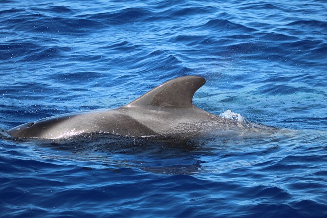 Madeira Dolphin & Whale Watching Tour - The sea conditions are part of the decision