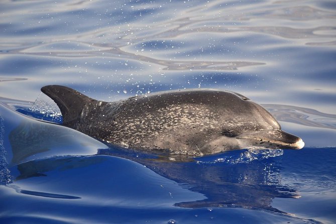 Madeira Dolphin & Whale Watching Tour - Is $58.05 a fair price?