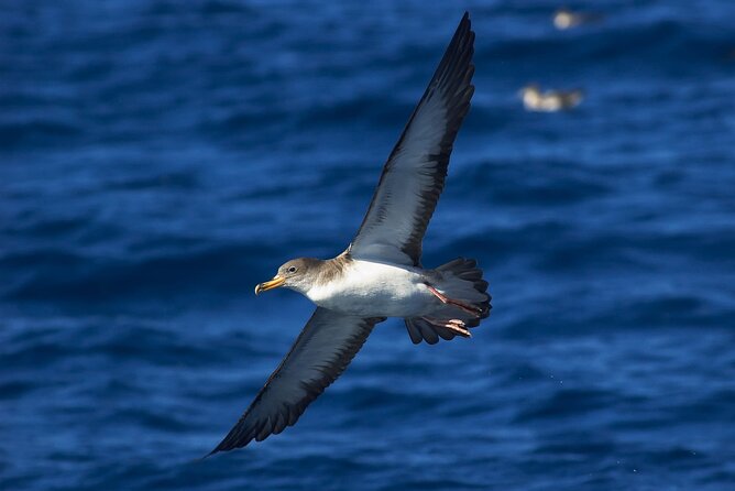 Madeira Dolphin & Whale Watching Tour - Who will enjoy this RIB trip most