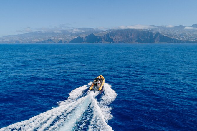 Madeira Dolphin & Whale Watching Tour - Why the marine biologist changes the outing