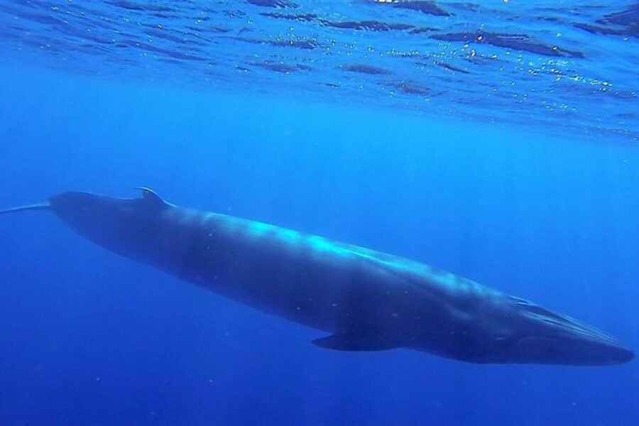 Madeira: Responsible Whales and/or Dolphins Watching Tour - Practical details before you reserve